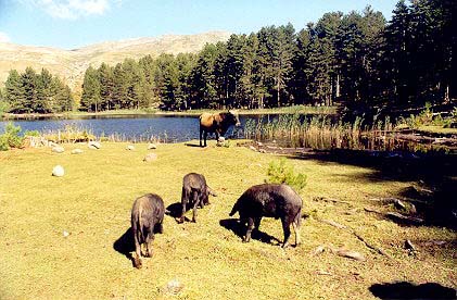 taureau et trois cochons corses