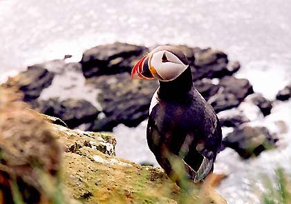 macareux - islande