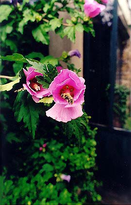 hibiscus