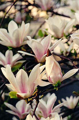 magnolia