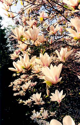 magnolia