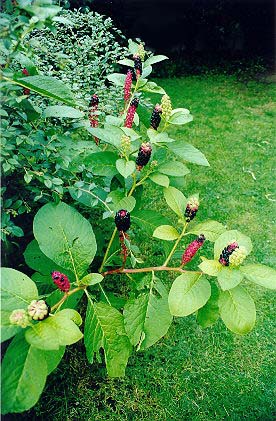 phytolacca americana