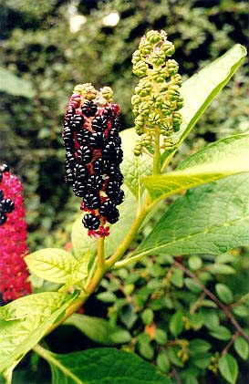 phytolacca americana